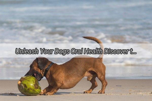 Unleash Your Dogs Oral Health Discover the Perfect Interval for Treats  Cleaners